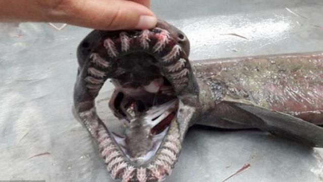 科學家捕獲8,000萬年「深海怪鯊」