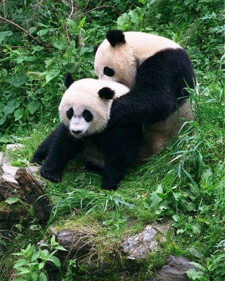 有喜？華盛頓動物園熊貓美香或懷孕