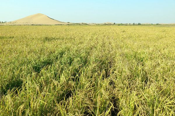 內地團隊沙漠種植水稻成功