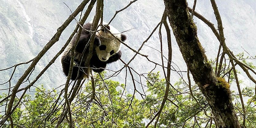 四川發現新的野生熊貓棲息地
