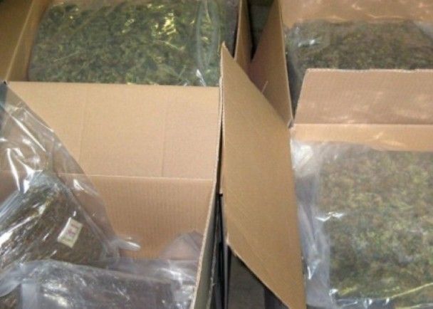 法國公立學校檢獲100公斤大麻
