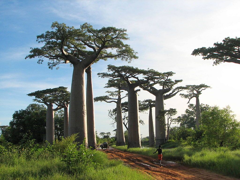 非洲千年猴麵包樹反常死亡