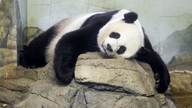 有喜？華盛頓動物園熊貓美香或懷孕
