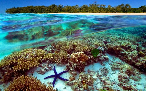 澳洲宣布撥款逾30億救大堡礁