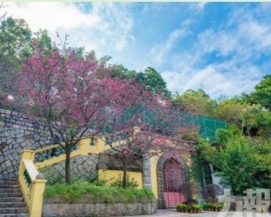 本澳多處賞花樹木盛放