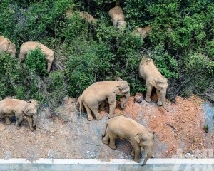 雲南大象旅行團進入誘導區域
