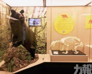 標本在動物標本展示館展出