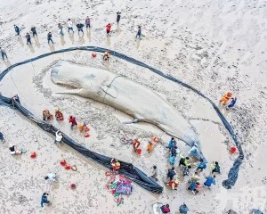 寧波擱淺抹香鯨重回大海