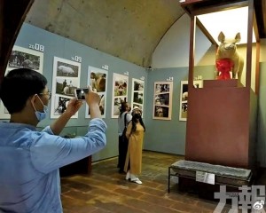 「豬堅強」標本對外展出