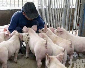  5.4萬隻活豬將被撲殺