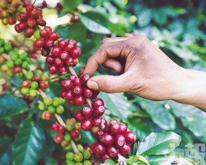  咖啡豆價格飆漲