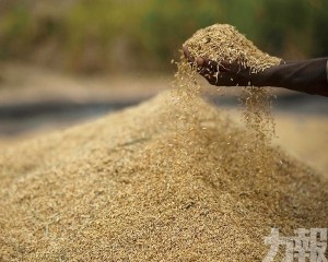 稻米小麥等糧食價格上升