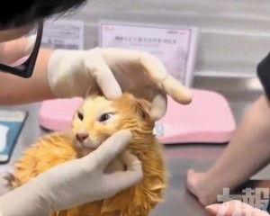 治療多日仍傷重不治