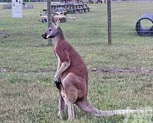 美動物農莊員工死亡