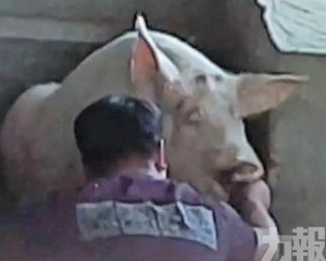涉事屠場半年被查兩次