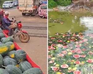 瓜農嘆：不如扔池塘餵魚