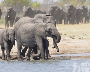 當局預告將撲殺分食引熱議