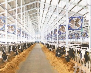 現代牧業料中期虧損擴至10億
