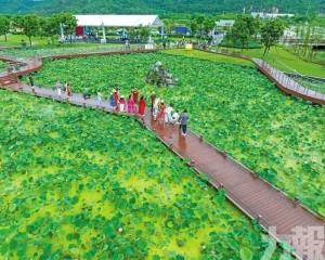 橫琴荷花節7月4日開幕