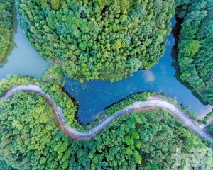 廣東「岳山造林」引領綠美生態新篇章
