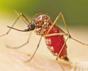 累計確診478宗皆為輕症
