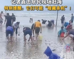 深汕居民趕海收穫滿滿