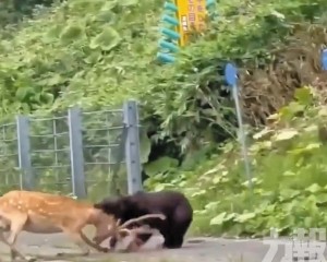當街獵殺活鹿驚呆路人