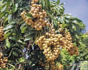 高州龍眼進軍大灣區　