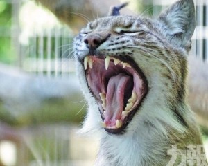 丹麥動物園拿來餵掠食動物