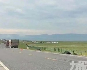 司機每隻要賠這個價