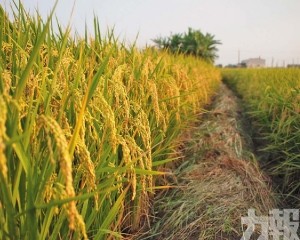 米價跌至八年新低