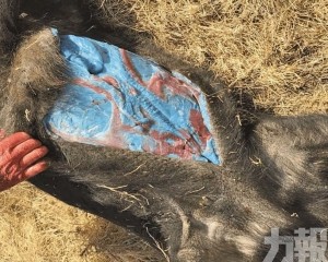 誤食強效滅鼠藥恐危及生態鏈