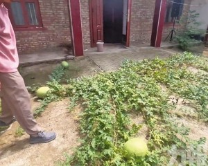 三個多月後返家驚現西瓜田