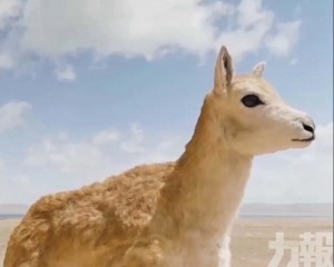 　AI機器人助力野生動物保護