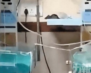 兩名新生兒疑被老鼠咬死