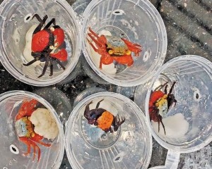 「異寵」熱潮引發生物安全警惕