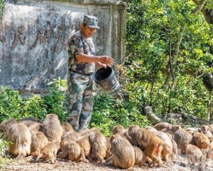 36年守護獼猴與青山