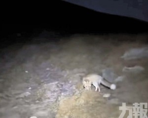 專家：路線重疊純屬巧合