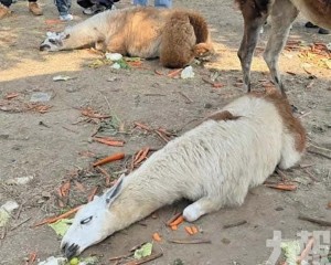 南通羊駝吃撐倒地「翻白眼」