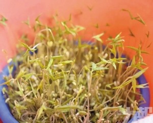 「帶綠豆遊中國」成長假奇景