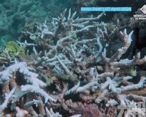 珊瑚礁快速白化難逆轉 珊瑚礁快速白化難逆轉