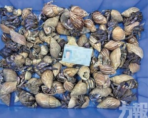 屬禁止攜帶進境動物
