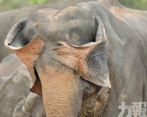 大象無眼睇  小鴨吸煙區入圍 大象無眼睇  小鴨吸煙區入圍