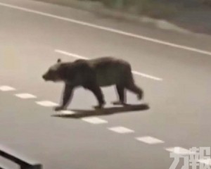 「熊襲危機」升級 自衛隊擬介入 「熊襲危機」升級 自衛隊擬介入