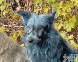 專家懷疑遭環境污染所致