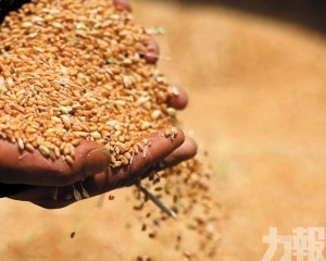 非法竊取親本種子與基因數據