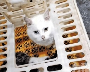 疑宰殺活貓烹菜官方介入