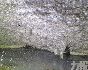 11萬隻蜘蛛共居和平共處