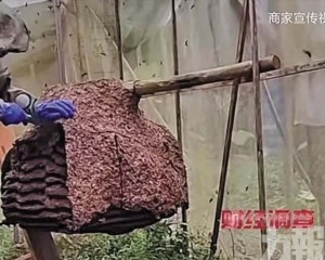 央視曝直播售蜂蛹日賣20噸