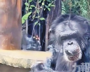 園方：曾被外國夫婦飼養